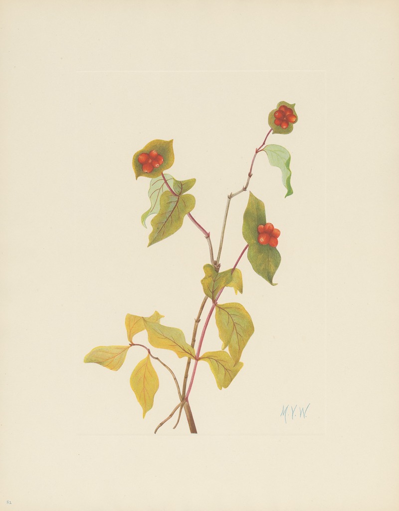 Mary Vaux Walcott - Douglas Honeysuckle (fruit) (Lonicera Raucescens)