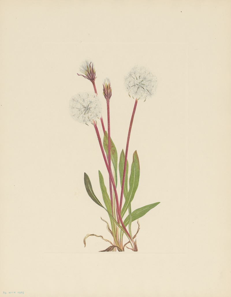 Mary Vaux Walcott - Slender Agoseris (Agoseris gracilens)