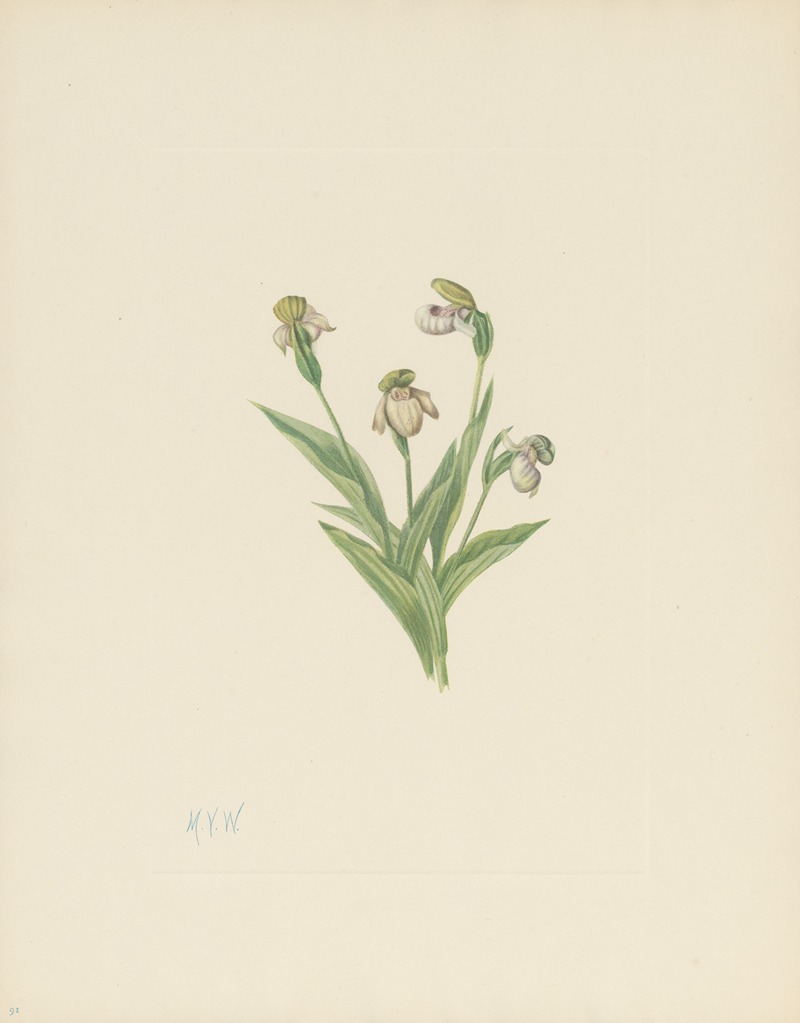 Mary Vaux Walcott - Northern Ladyslipper (Cypripedium passerinum)