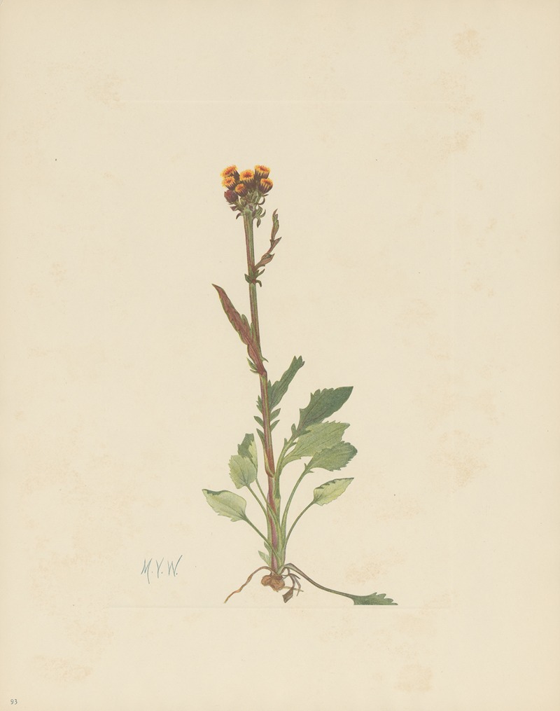 Mary Vaux Walcott - Rayless Groundsel (Senecio pauciflorus)