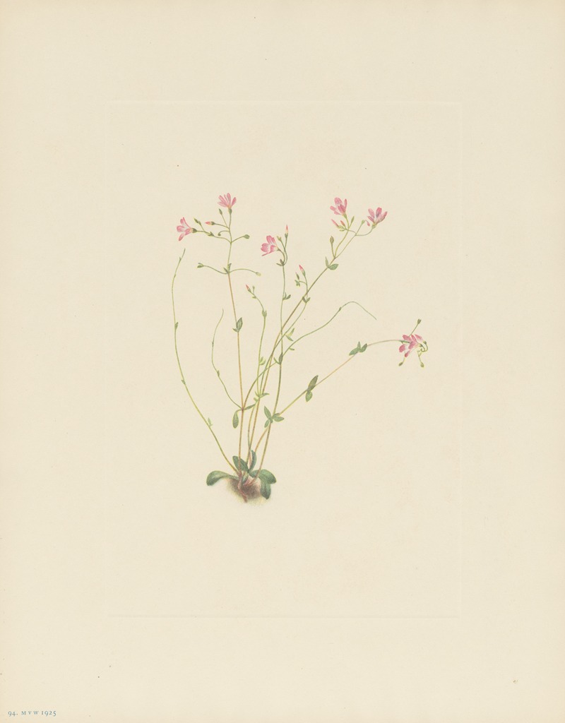 Mary Vaux Walcott - Naiad Springbeauty (Claytonia parvifolia)