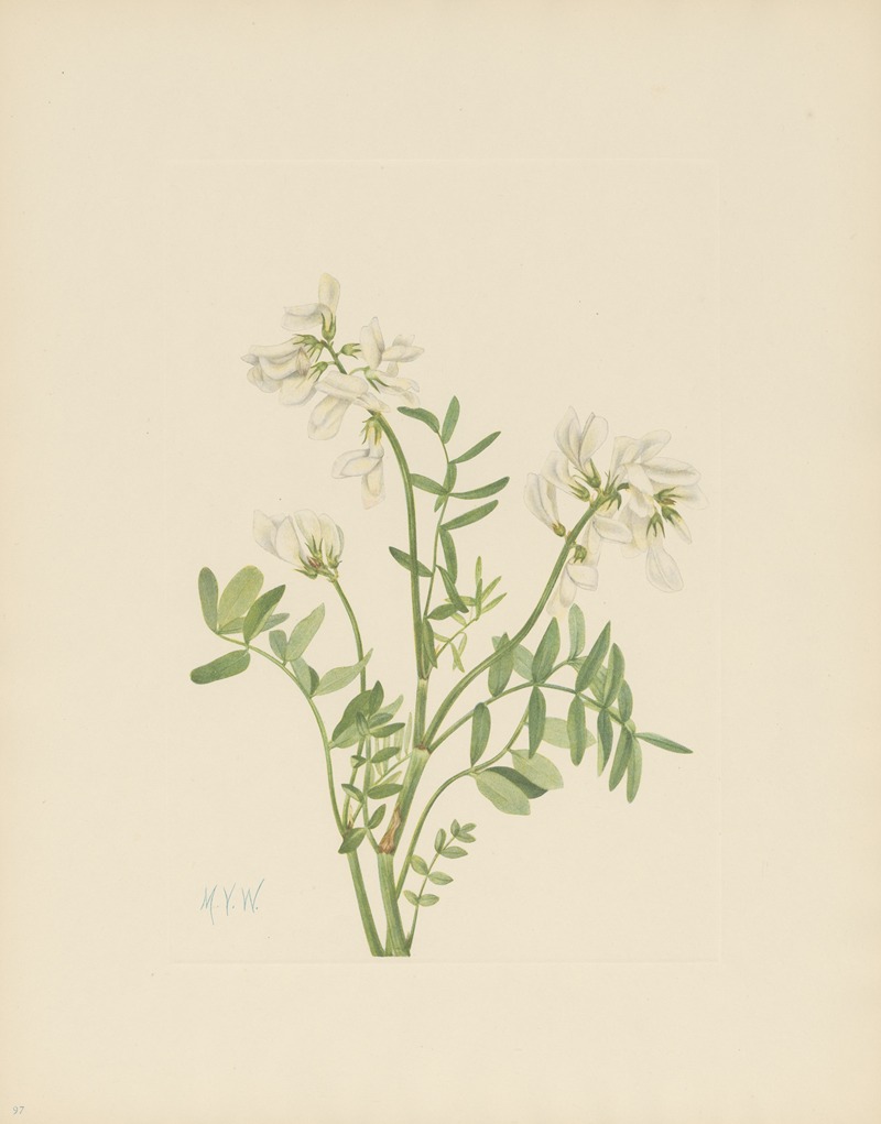 Mary Vaux Walcott - Sweetvetch (Hedysarum mackenzii)