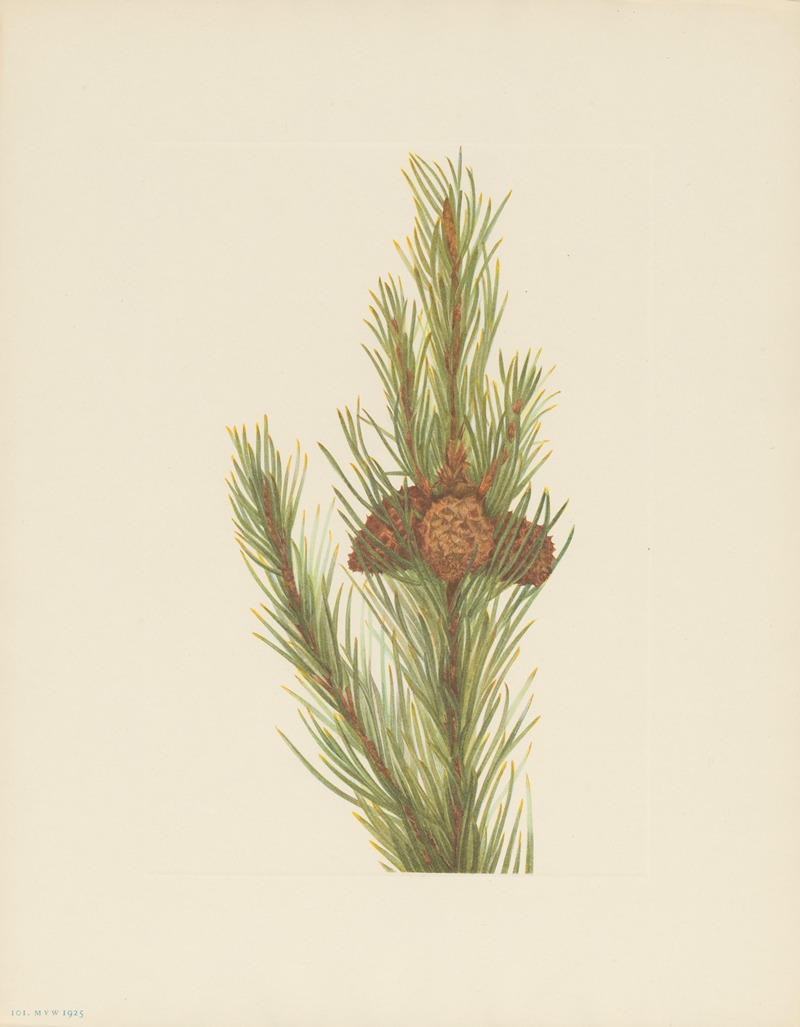 Mary Vaux Walcott - Lodgepole Pine (Pinus contorta murrayana)