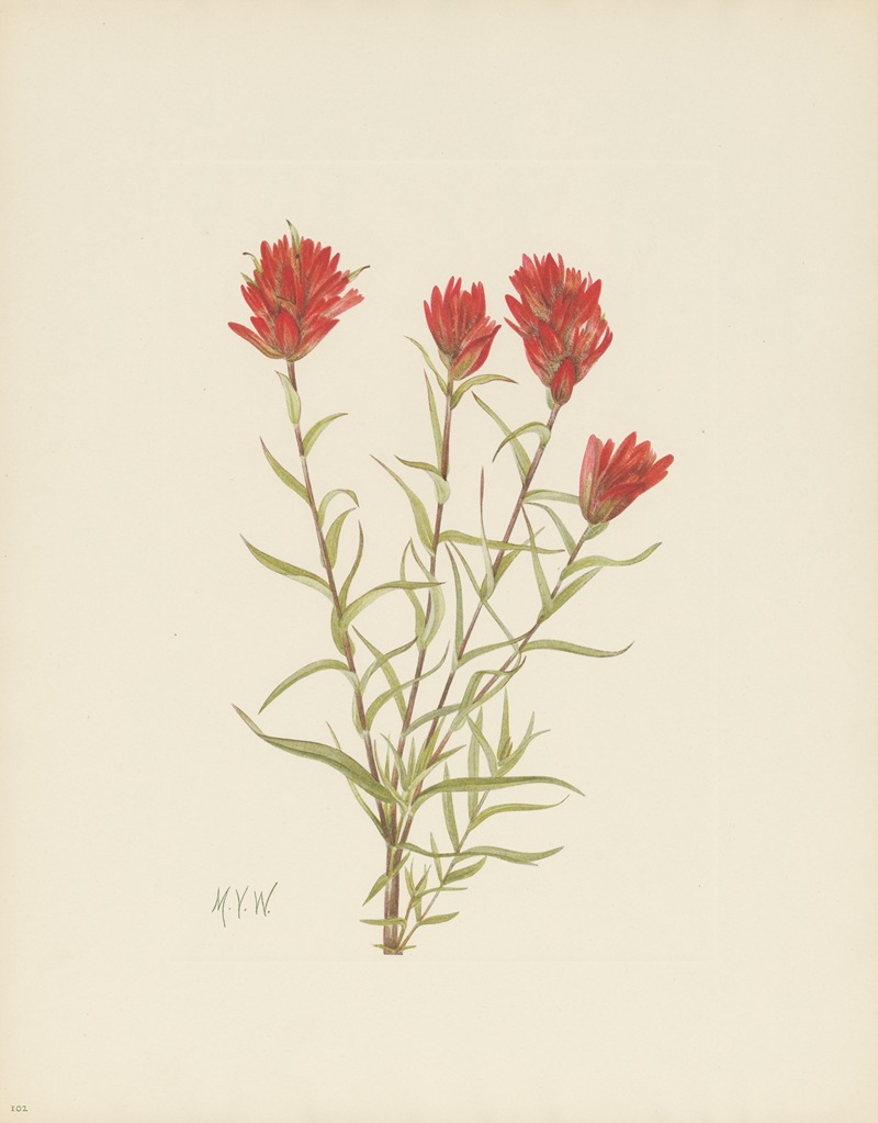 Mary Vaux Walcott - Lanceleaf Paintbrush (Castilleja lancifolia)