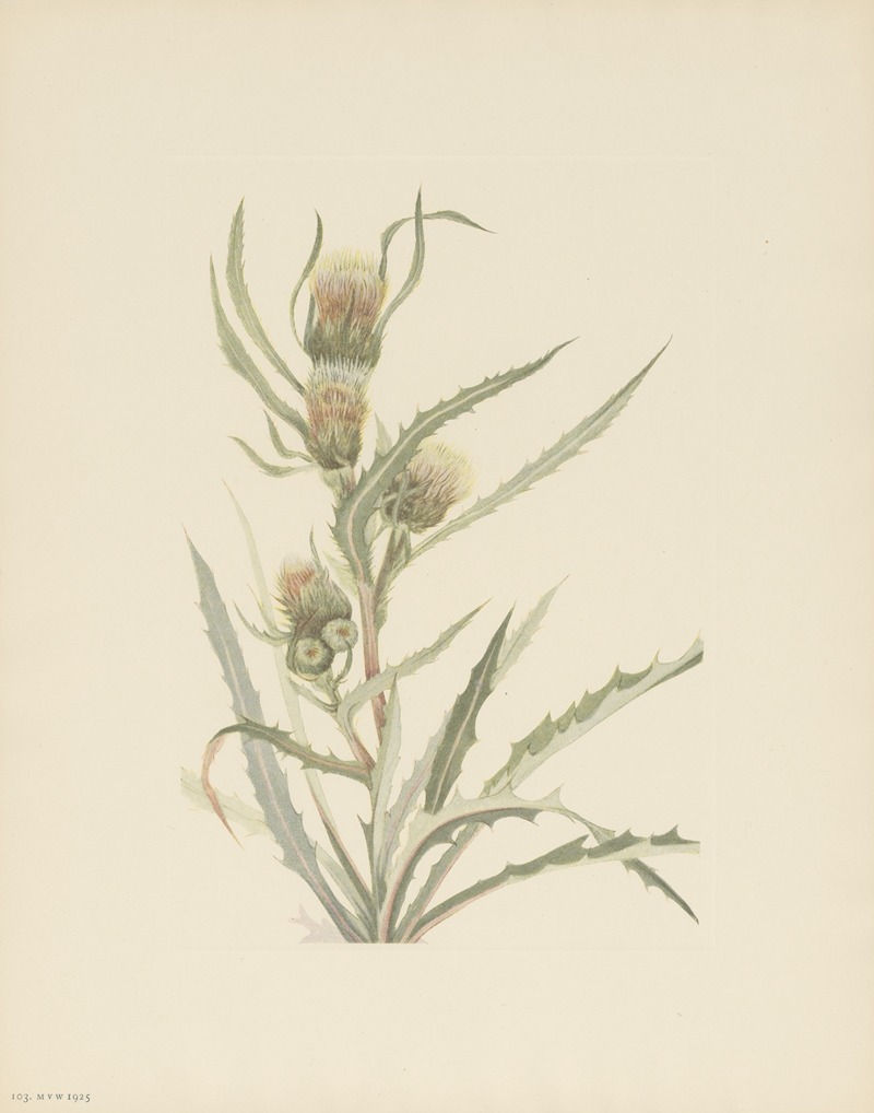 Mary Vaux Walcott - White Thistle (Cirsium hookerianum)