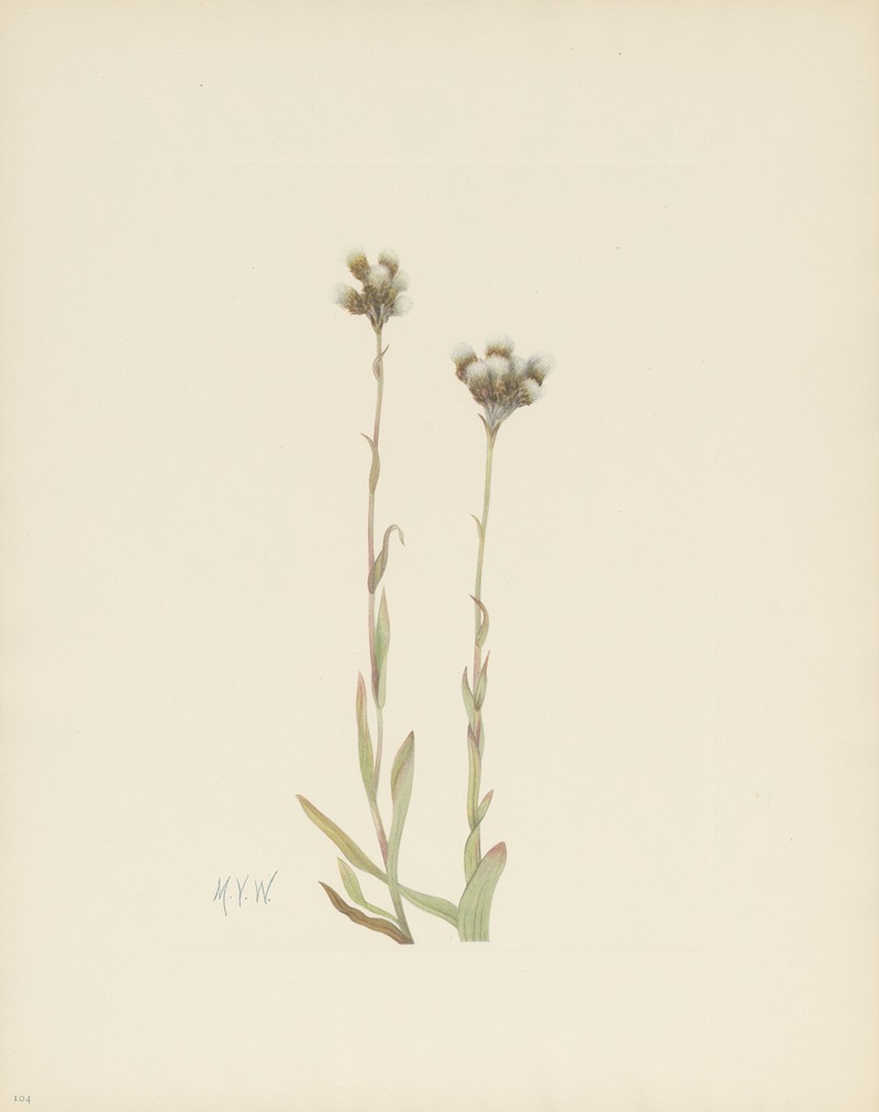 Mary Vaux Walcott - Gray Pussytoes (Antennaria howellii)