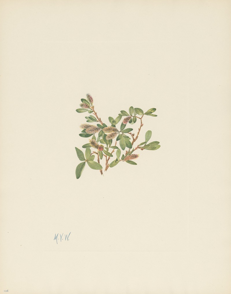 Mary Vaux Walcott - Rock Willow (Salix petrophila)