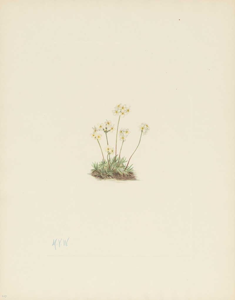 Mary Vaux Walcott - Sweet Androsace (Androsace carinata)