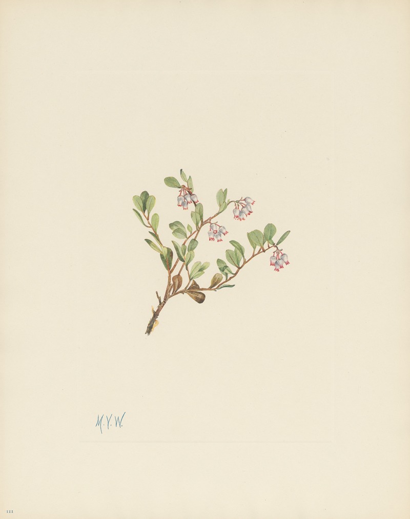 Mary Vaux Walcott - Bearberry (flower) (Arctostaphylos uva-ursi)