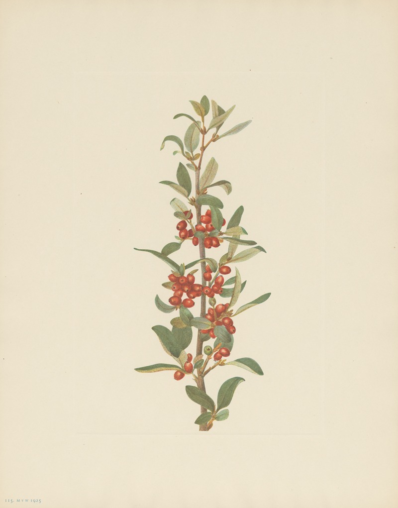 Mary Vaux Walcott - Canada Buffaloberry (Lepargyrea canadensis)