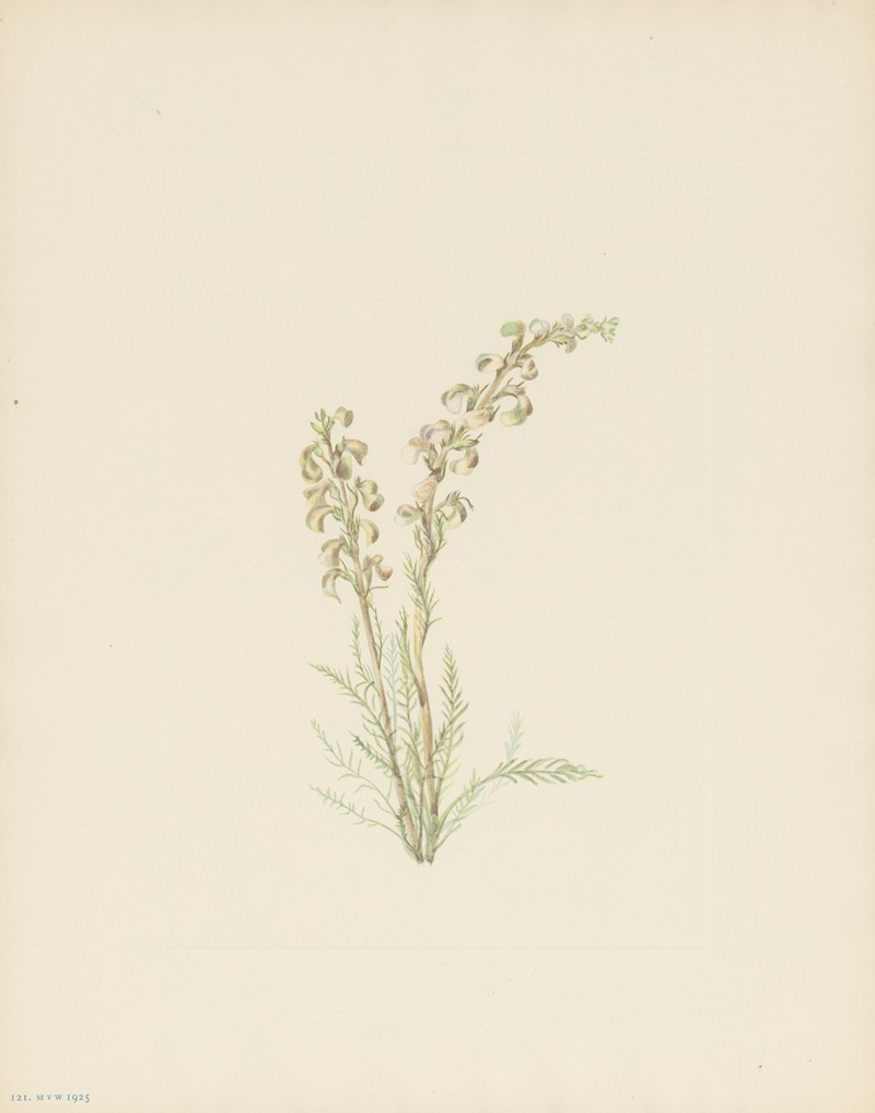 Mary Vaux Walcott - Alpine Fernleaf (Pedicularis contorta)