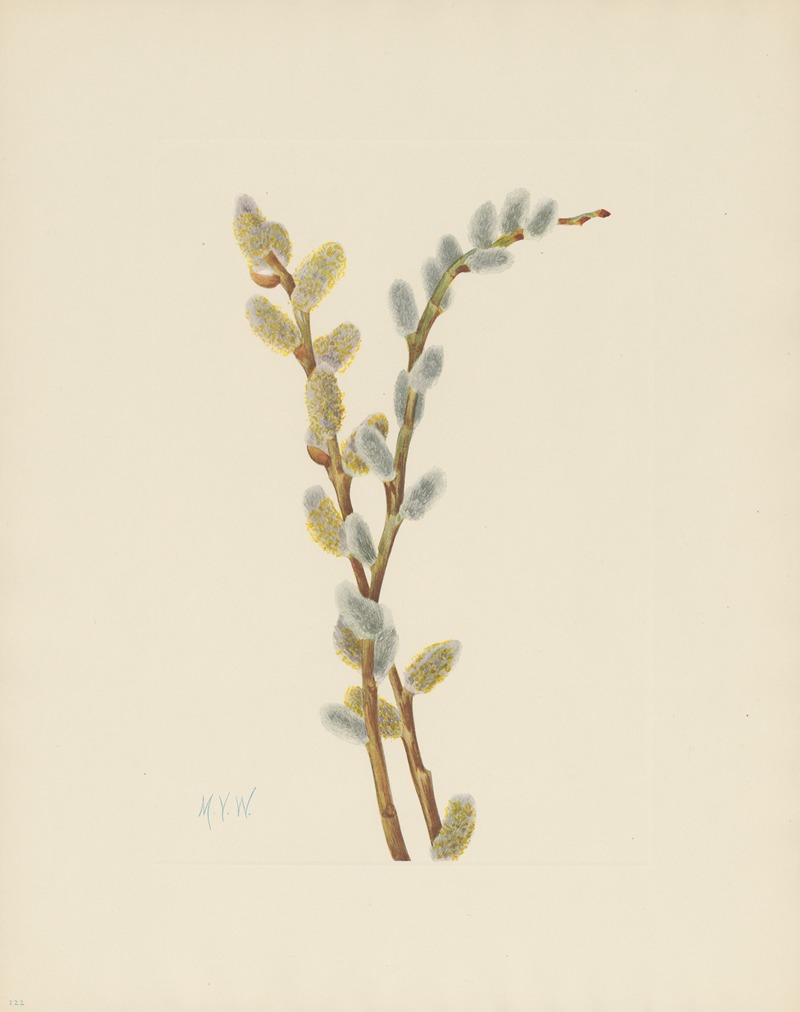 Mary Vaux Walcott - Pussy Willow (Salix discolor)