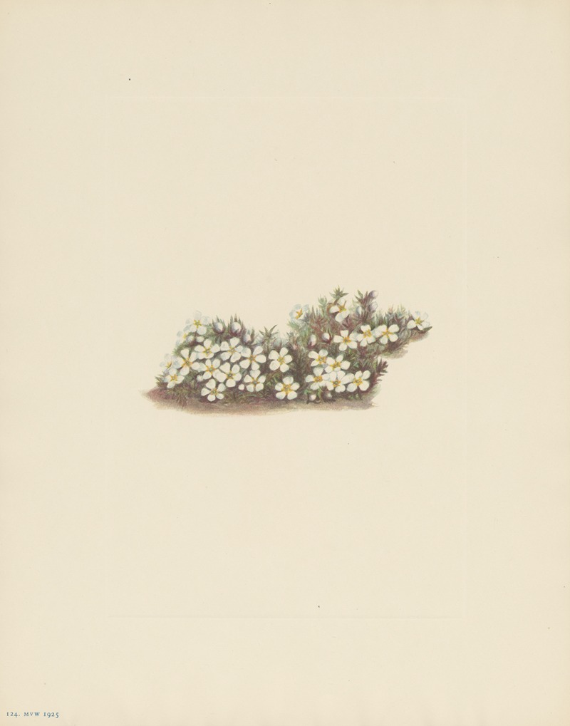 Mary Vaux Walcott - Pyxie (Pyxidanthera barbulata)