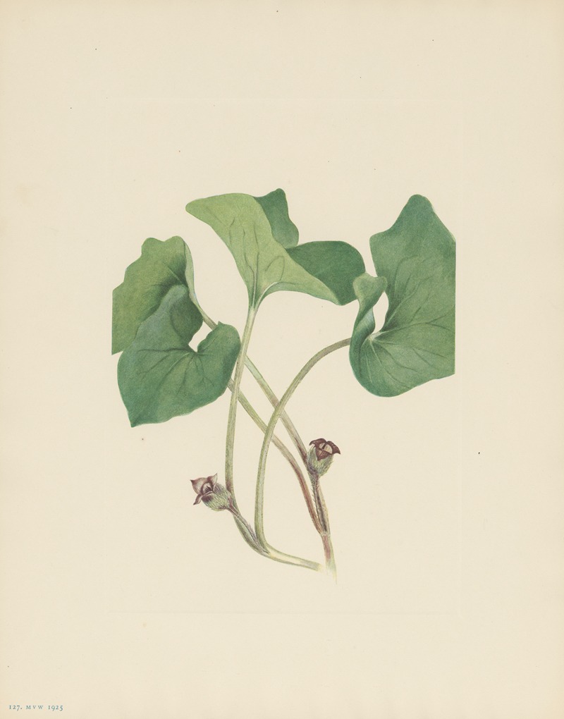Mary Vaux Walcott - Canada Wildginger (Asarum canadense)