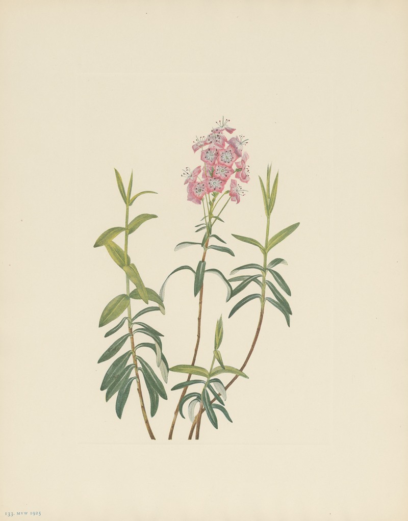 Mary Vaux Walcott - Bog Kalmia (Kalmia polifolia)