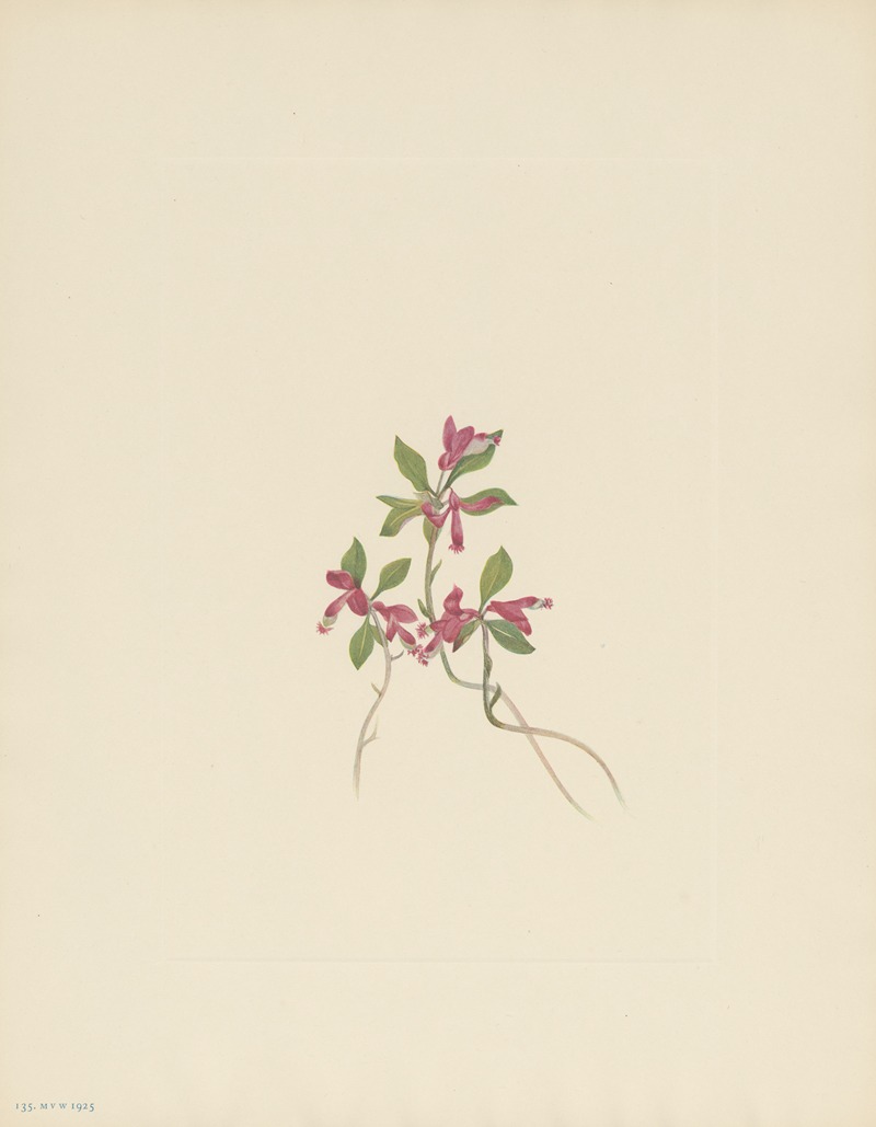 Mary Vaux Walcott - Fringed Polygala (Polygala paucifolia)