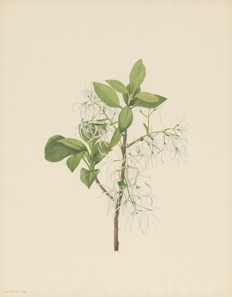 Mary Vaux Walcott - Fringetree (Chionanthus virginica)