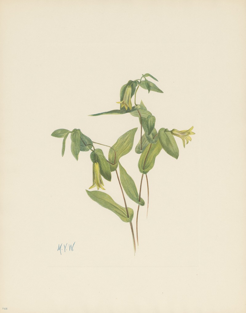 Mary Vaux Walcott - Wood Merrybells (Uvularia perfoliata)
