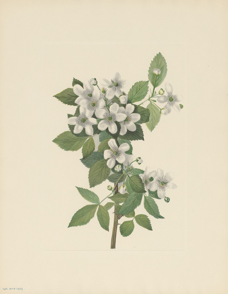 Mary Vaux Walcott - Highbush Blackberry (Rubus argutus)