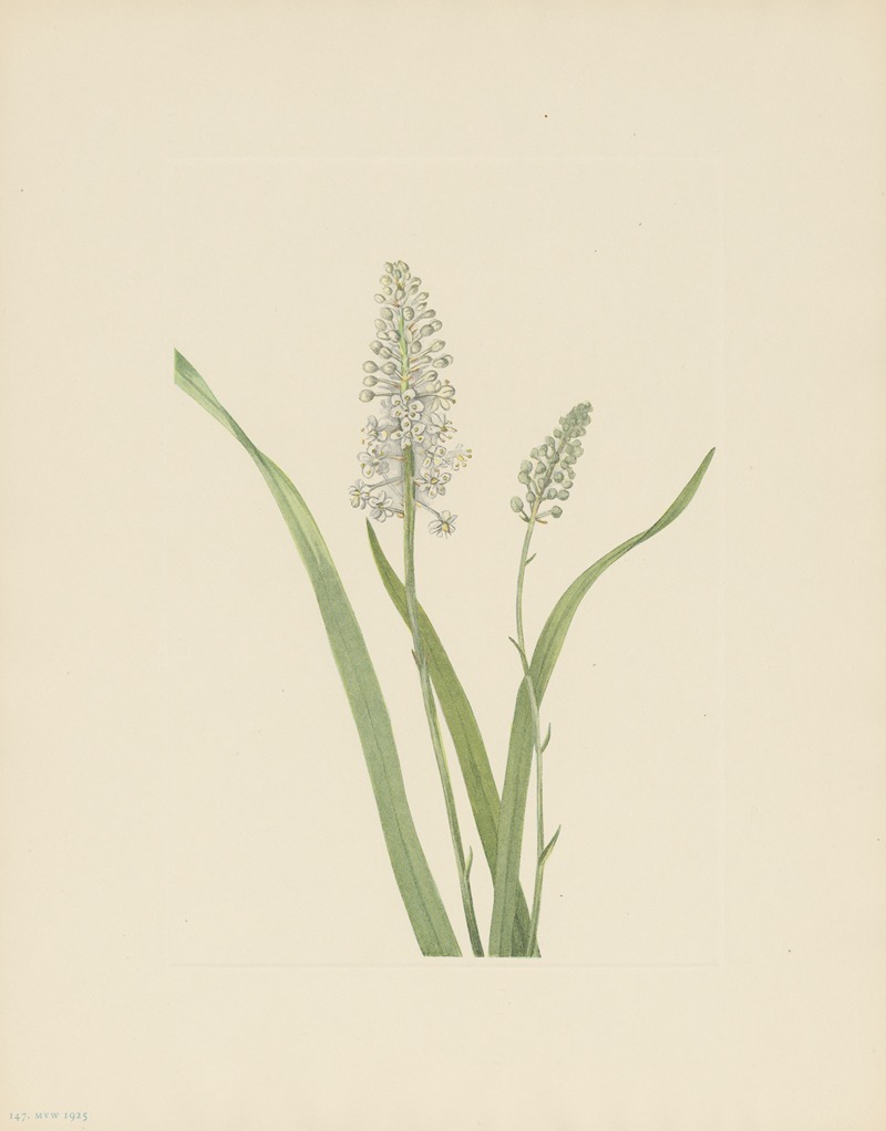 Mary Vaux Walcott - Crowpoison (Chrosperma muscaetoxicum)