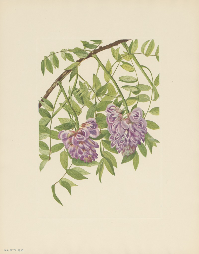 Mary Vaux Walcott - American Wistaria (Kraunhia frutescens)