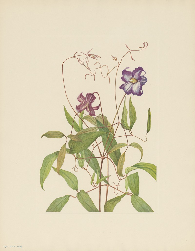 Mary Vaux Walcott - Curly Clematis (Clematis crispa)