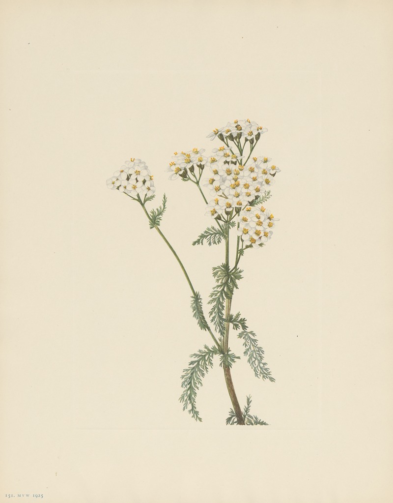 Mary Vaux Walcott - Western Yarrow (Achillea lanulosa)