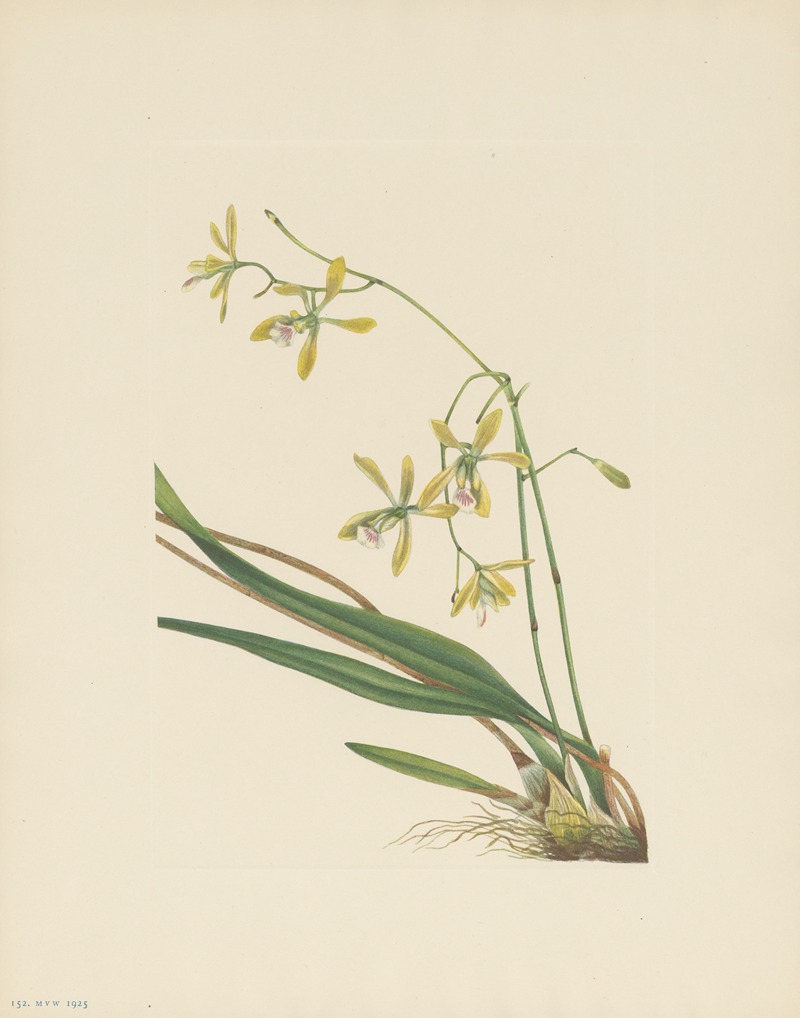 Mary Vaux Walcott - Tampa Epidendrum (Epidendrum tampense)