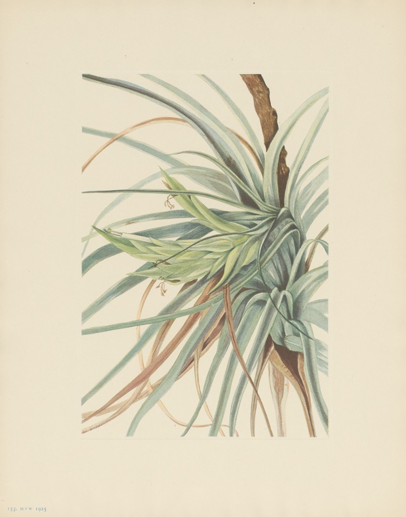Mary Vaux Walcott - Tillandsia (Tillandsia fasciculata)