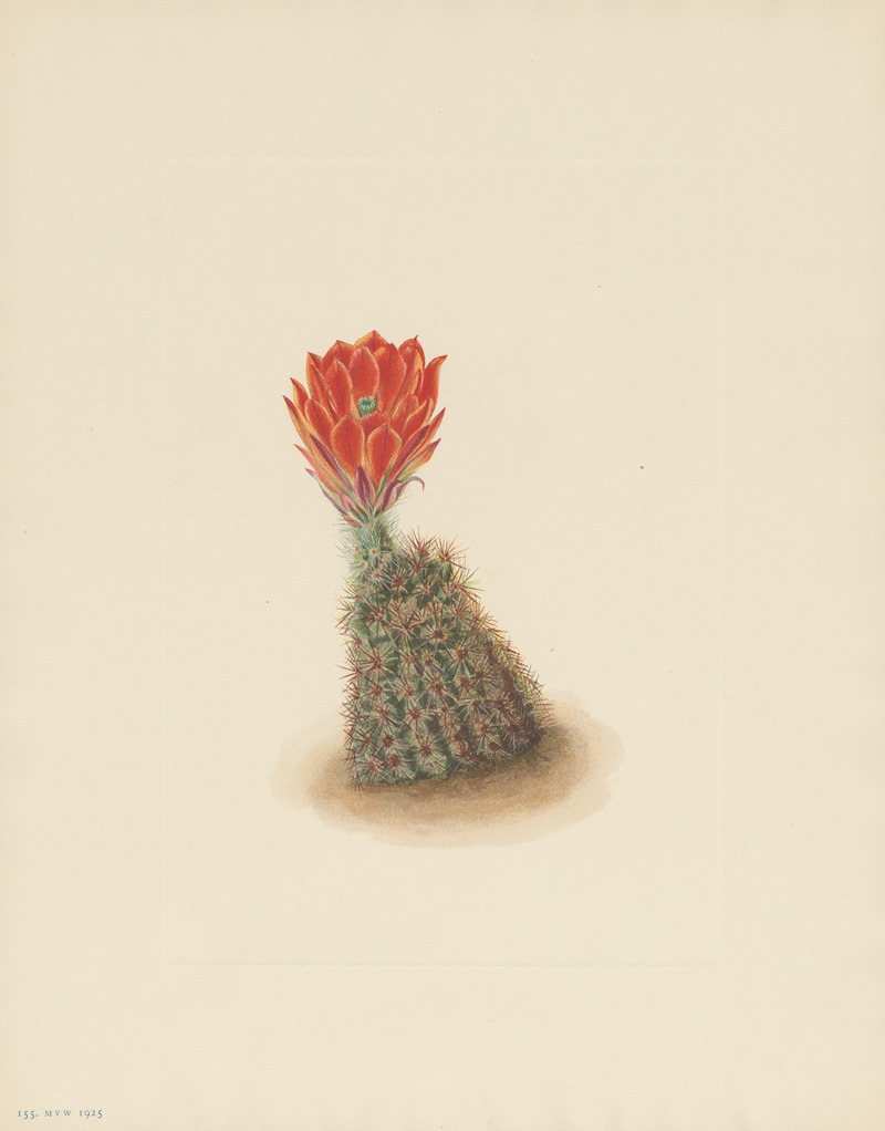 Mary Vaux Walcott - Lloyds Strawberry-cactus (Echinocereus lloydii)