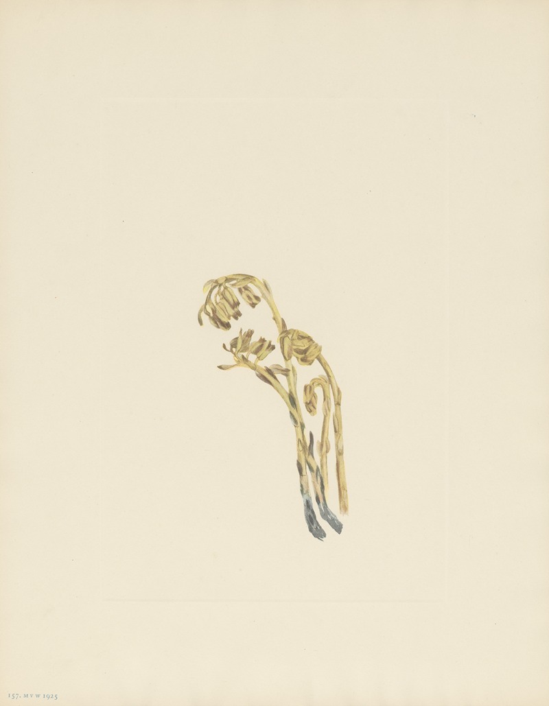 Mary Vaux Walcott - Pale Pinesap (Hypopitys americana)