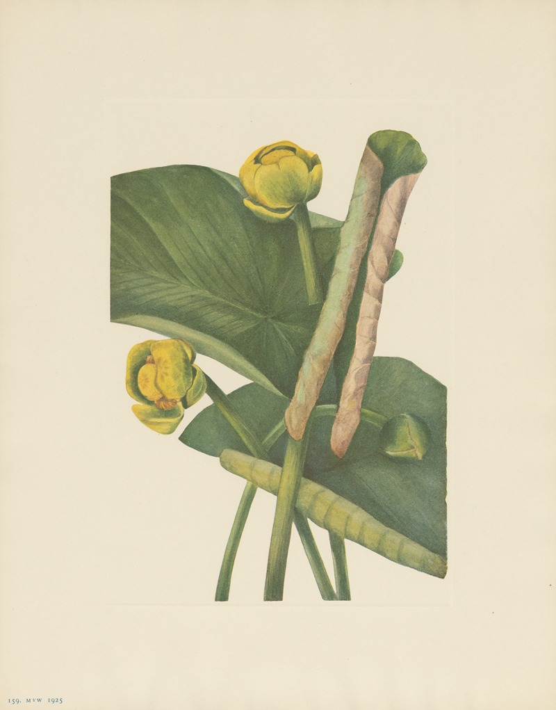 Mary Vaux Walcott - Spatterdock (Nymphaea advena)