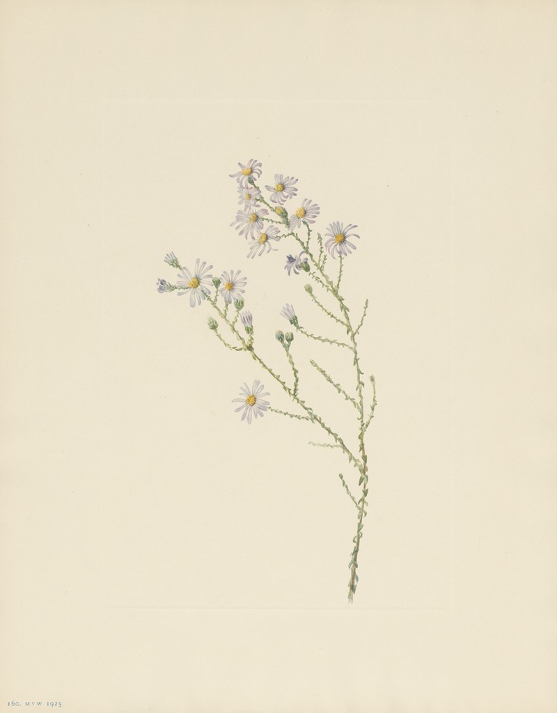 Mary Vaux Walcott - Pineland Aster (Aster squarrosus)