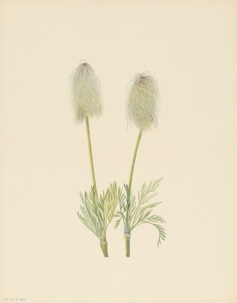Mary Vaux Walcott - Plume Anemone (fruit) (Pulsatilla occidentalis)