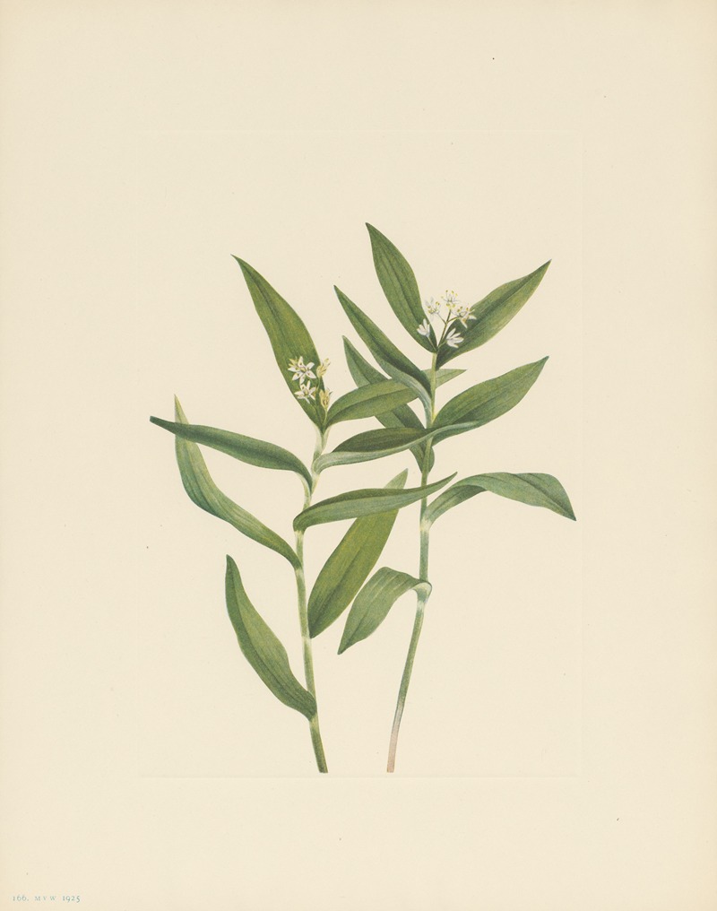 Mary Vaux Walcott - Star Solomonplume (Vagnera stellata)