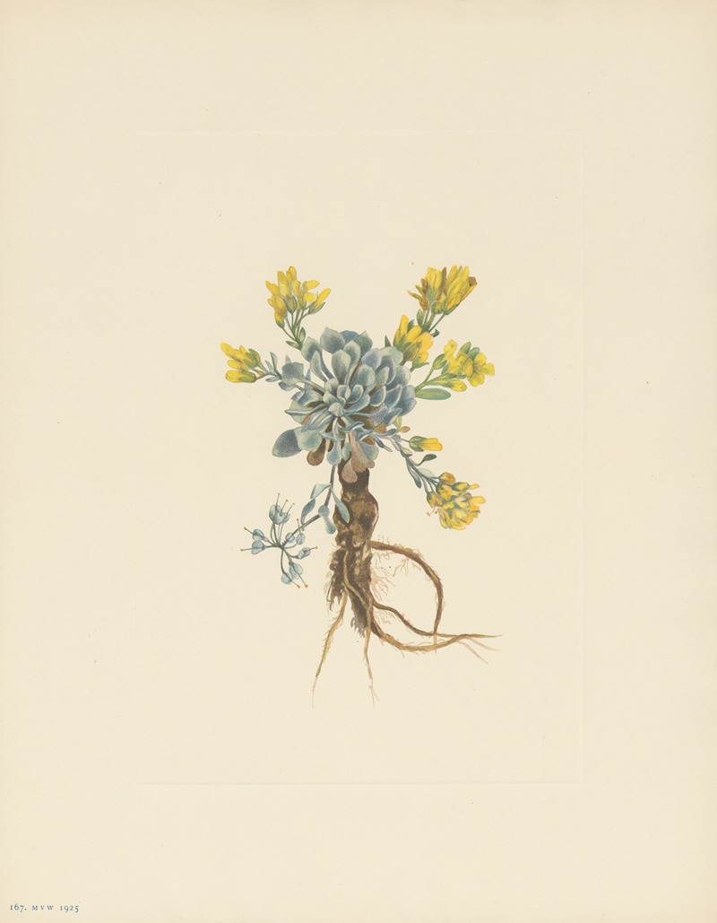Mary Vaux Walcott - Double Bladderpod (flower) (Physaria didymocarpa)