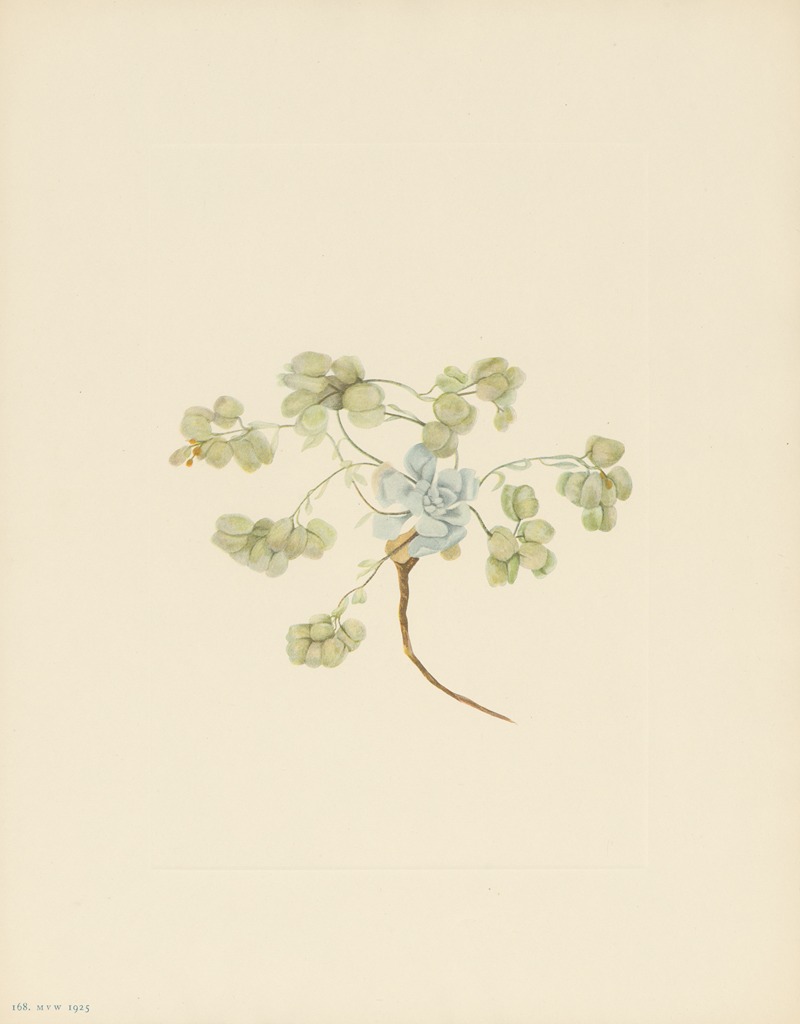 Mary Vaux Walcott - Double Bladderpod (fruit) (Physaria didymocarpa)