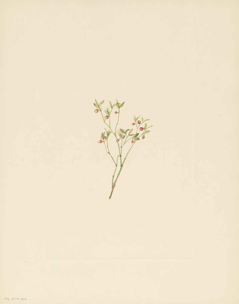 Mary Vaux Walcott - Grouse Whortleberry (flower) (Vaccinium scoparium)