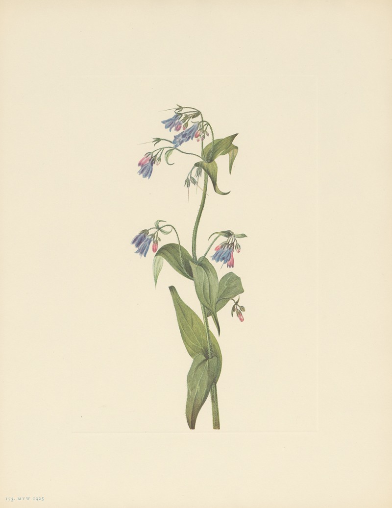 Mary Vaux Walcott - Western Bluebells (Mertensia paniculata)