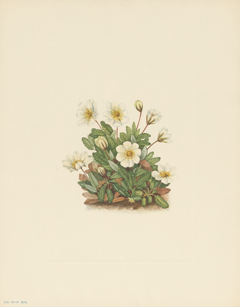 Mary Vaux Walcott - White Dryad (flower) (Dryas octopetala)