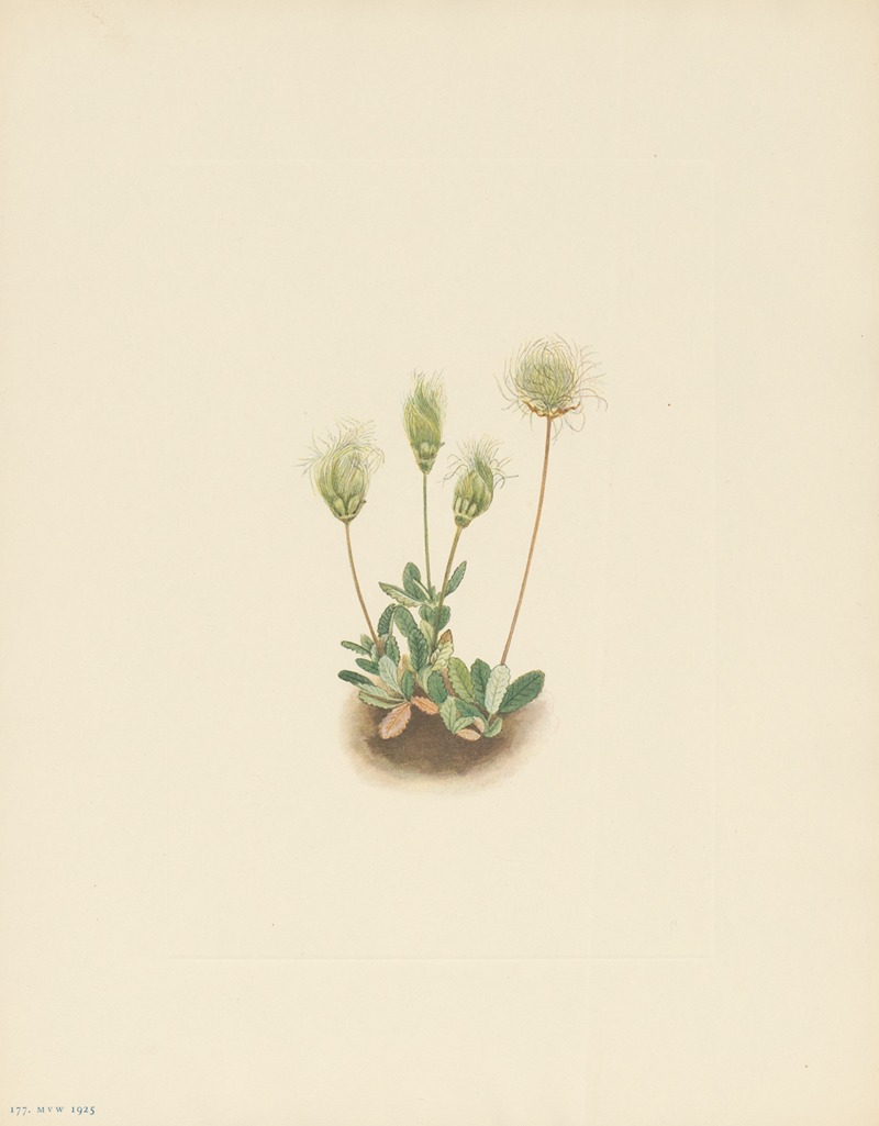 Mary Vaux Walcott - White Dryad (fruit) (Dryas octopetala)