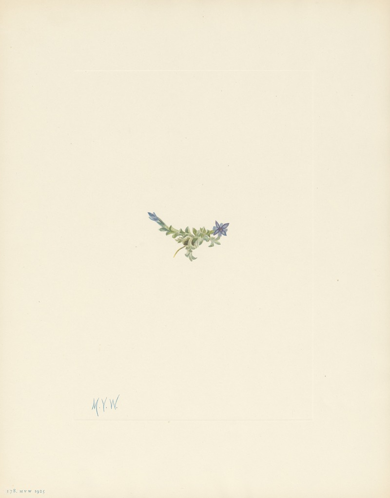 Mary Vaux Walcott - Moss Gentian (Gentiana prostrata)