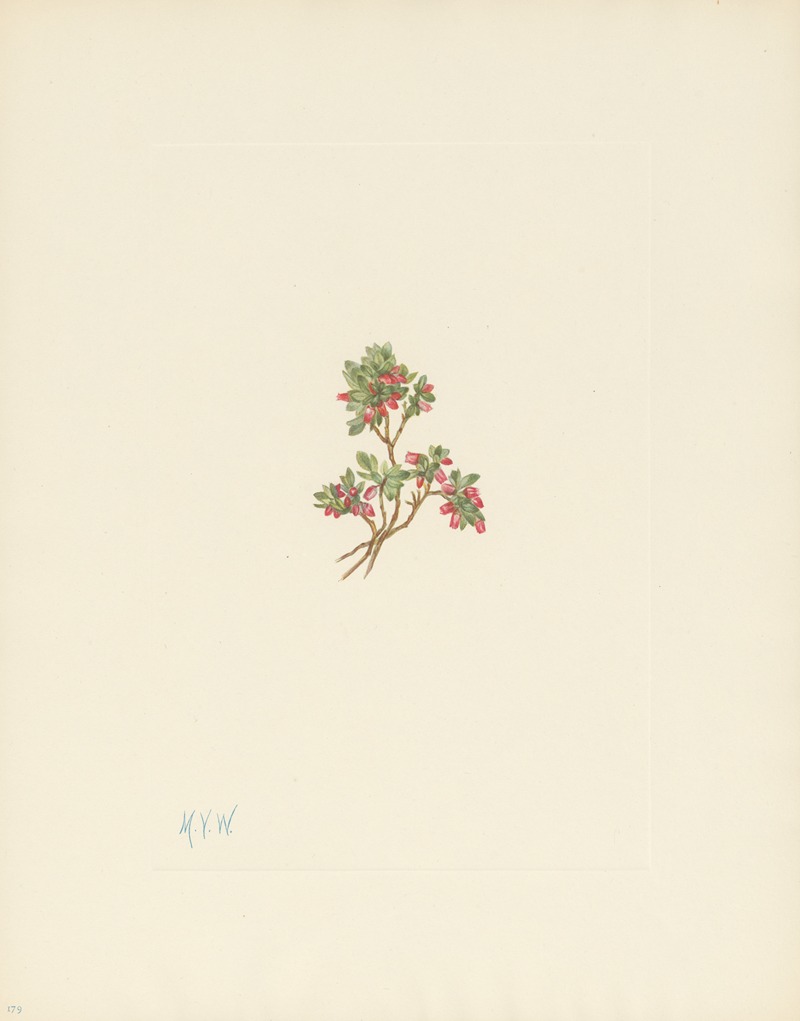 Mary Vaux Walcott - Low Whortleberry (Vaccinium caespitosum)