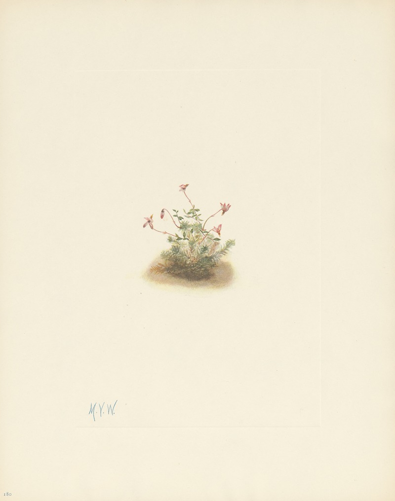 Mary Vaux Walcott - Small Cranberry (Oxycoccus palustris)