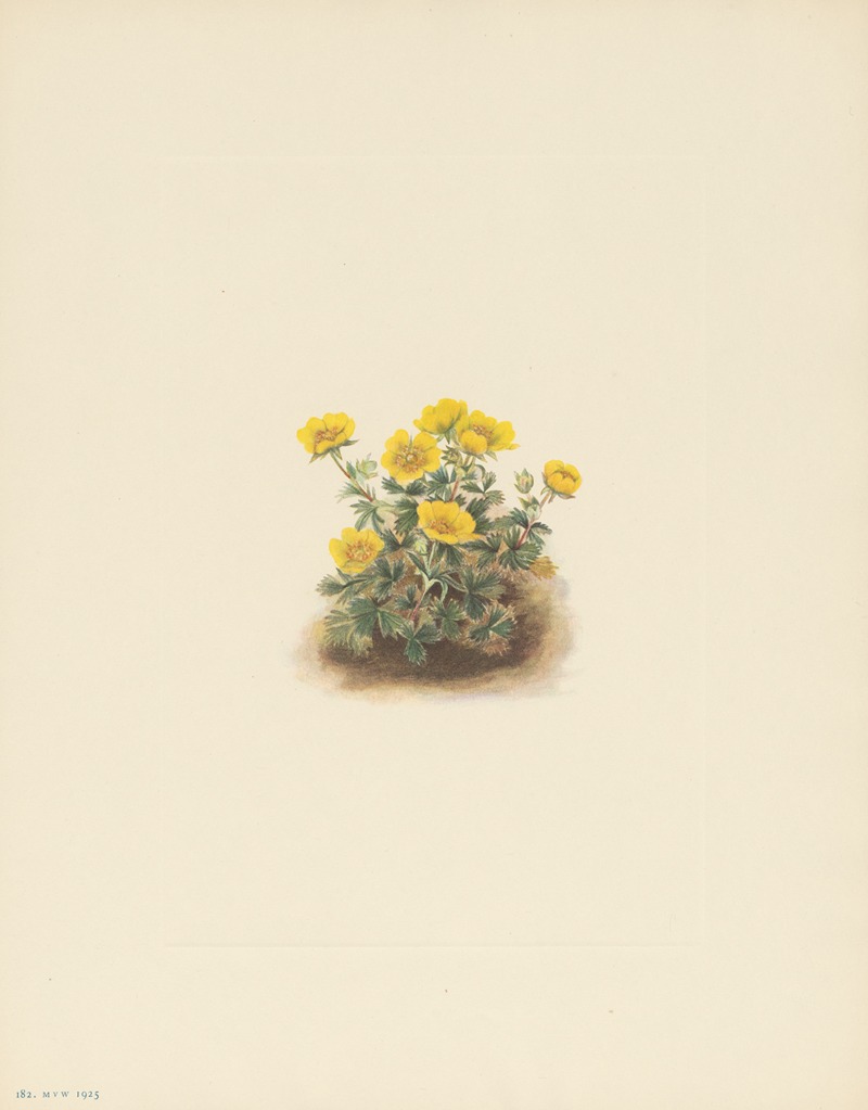 Mary Vaux Walcott - Rosette Cinquefoil (Potentilla uniflora)
