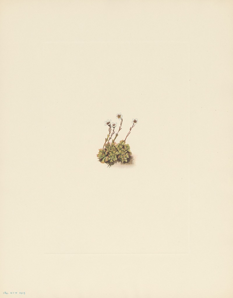 Mary Vaux Walcott - Tufted Saxifrage (Saxifraga caespitosa)