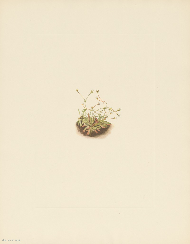 Mary Vaux Walcott - Pygmy Androsace (Androsace subumbellata)