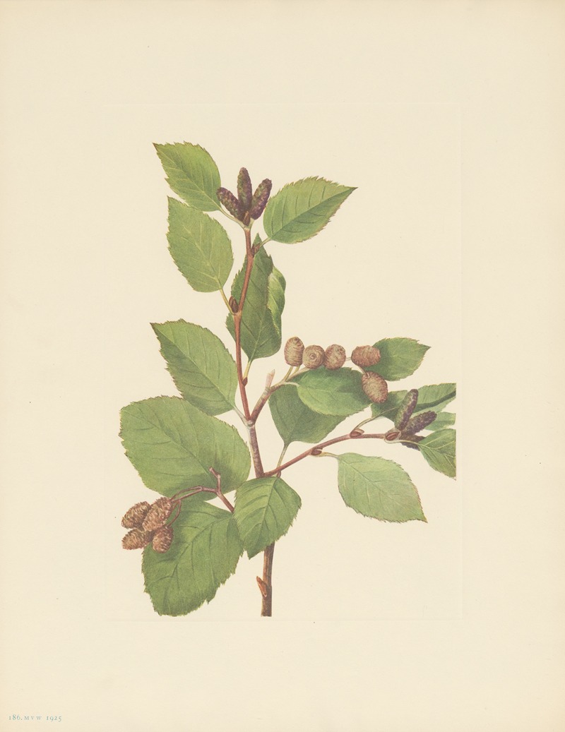 Mary Vaux Walcott - Western Green Alder (Alnus sinuata)