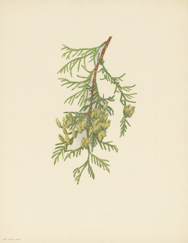 Mary Vaux Walcott - Giant Arborvitae (Thuja plicata)