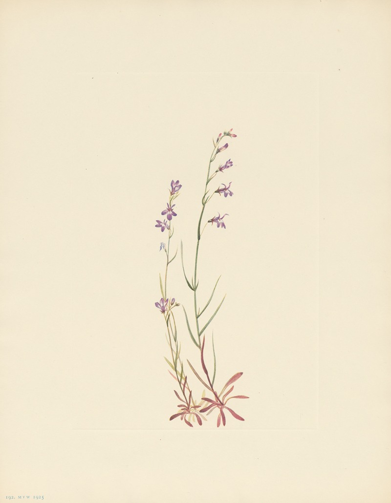 Mary Vaux Walcott - Brook Lobelia (Lobelia kalmii)